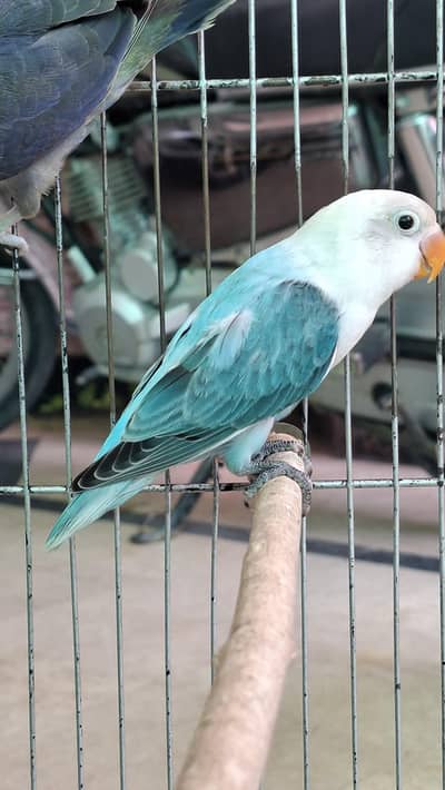 love bird