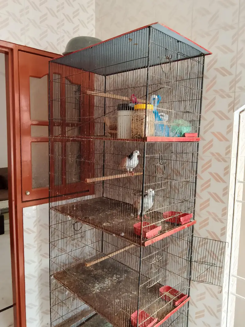 4 portion Cage