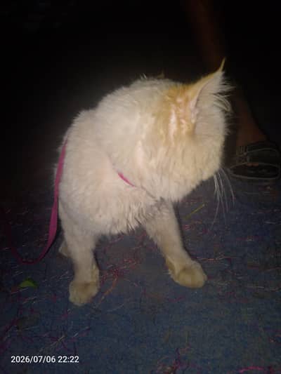white lovely cat
