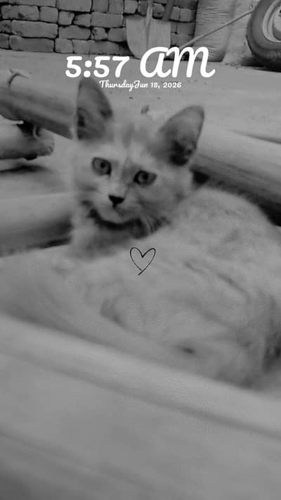 Kittens For Sale