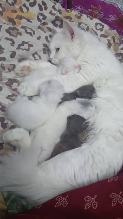 Persian kitten and adults