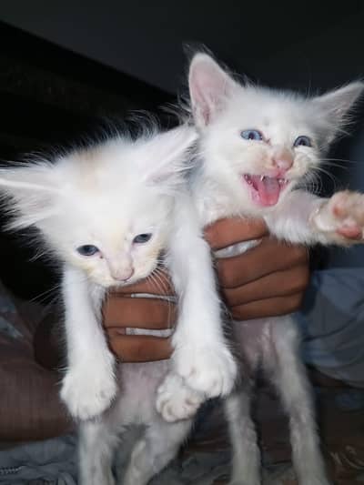 Persian Mix Kittens - 45 Days Old - Male & Female Available