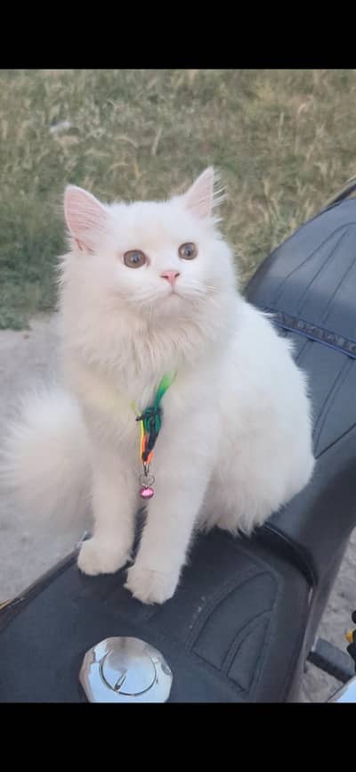 person cat