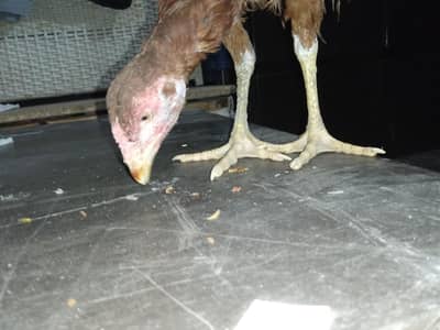 desi hens aik 4 months ki ha or aik 1year ki ha 1 year wali ande deti