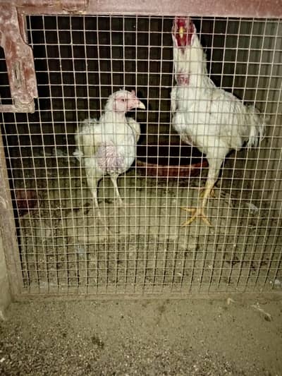 paper white Heera pair