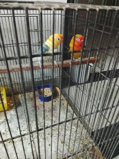 love birds active pair breeded pair