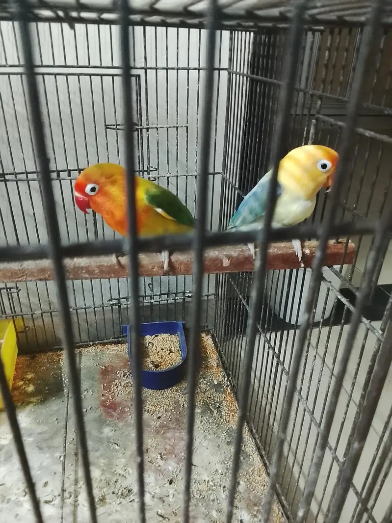 love birds active pair breeded pair — photo 2