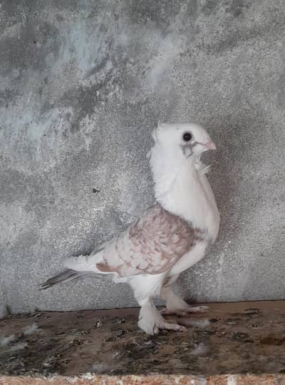 Sentinent Breeder Female