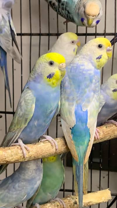 Budgies Colony Sale With or Without Cage in Cheap Rate