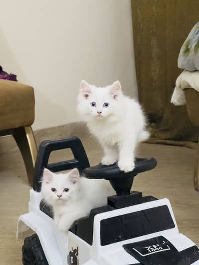 PERSIAN CATS DOUBLE COAT (coloured eyes)