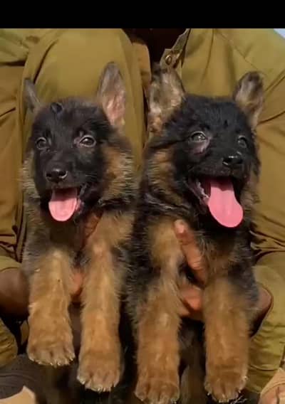 German Shepherd long coat piar for sale available