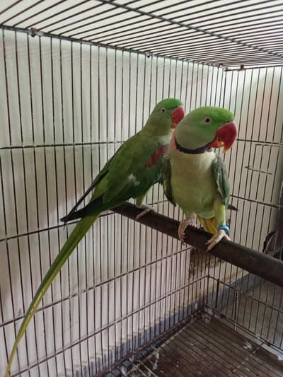 Handtame parrots pair