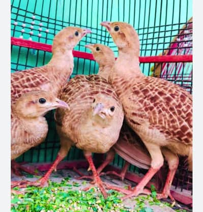 Irani pathi for sale