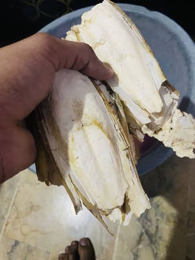 Fish kettle bone