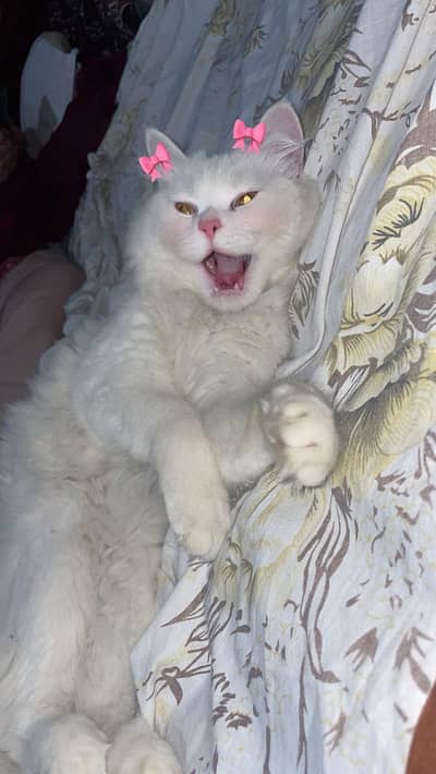 white persain male for sale