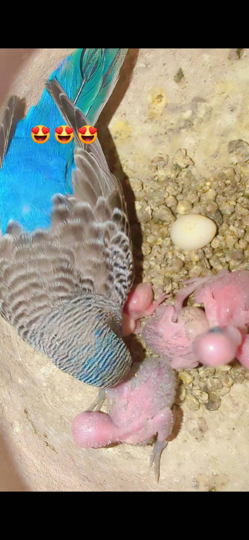 black face breeder pair . tcb pair 1