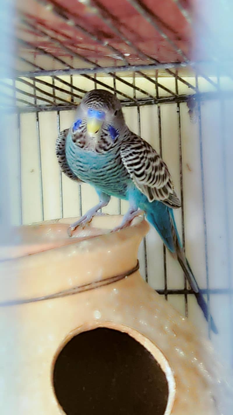 black face breeder pair . tcb pair 2
