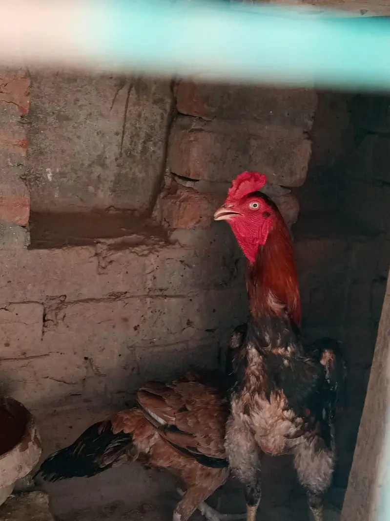 pure Aseel hens — photo 2