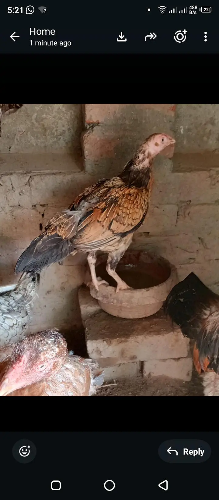 pure Aseel hens — photo 3