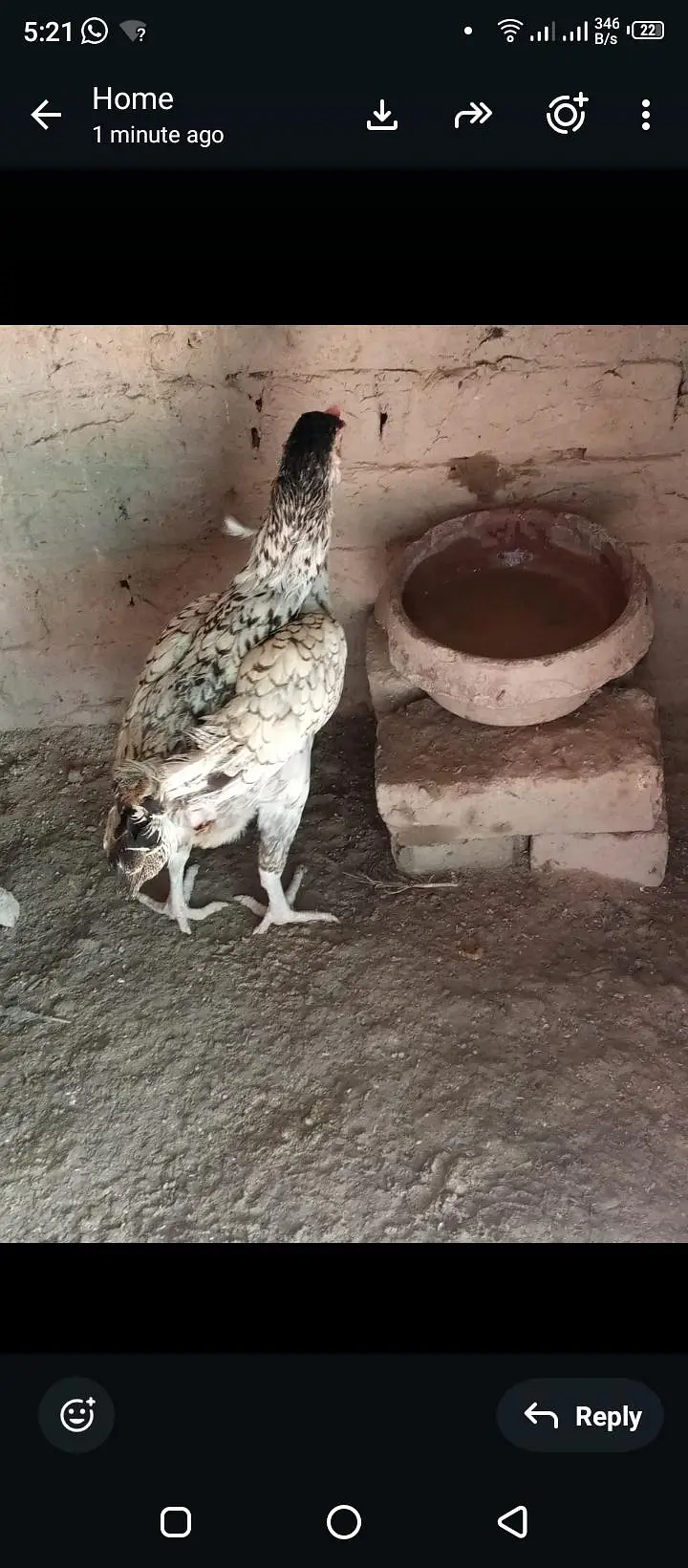 pure Aseel hens — photo 4