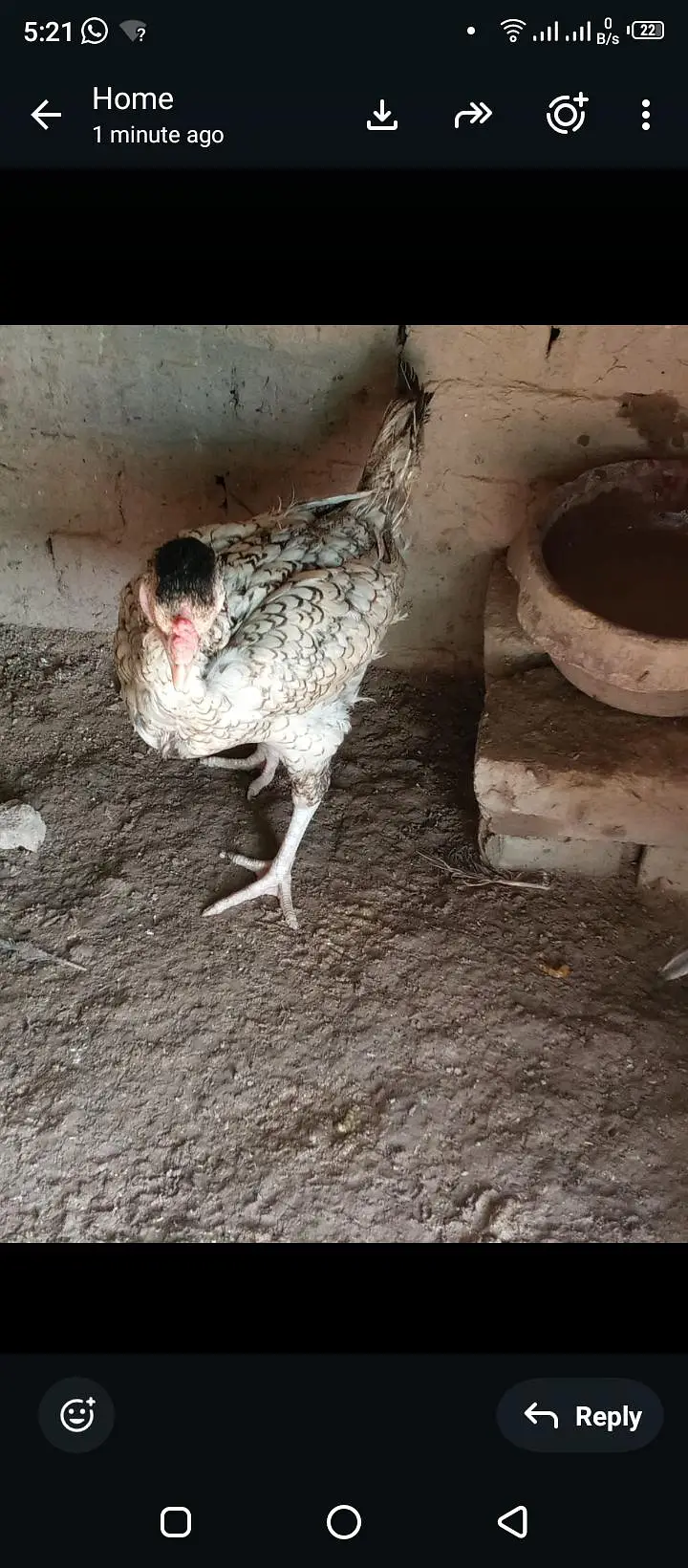 pure Aseel hens — photo 5