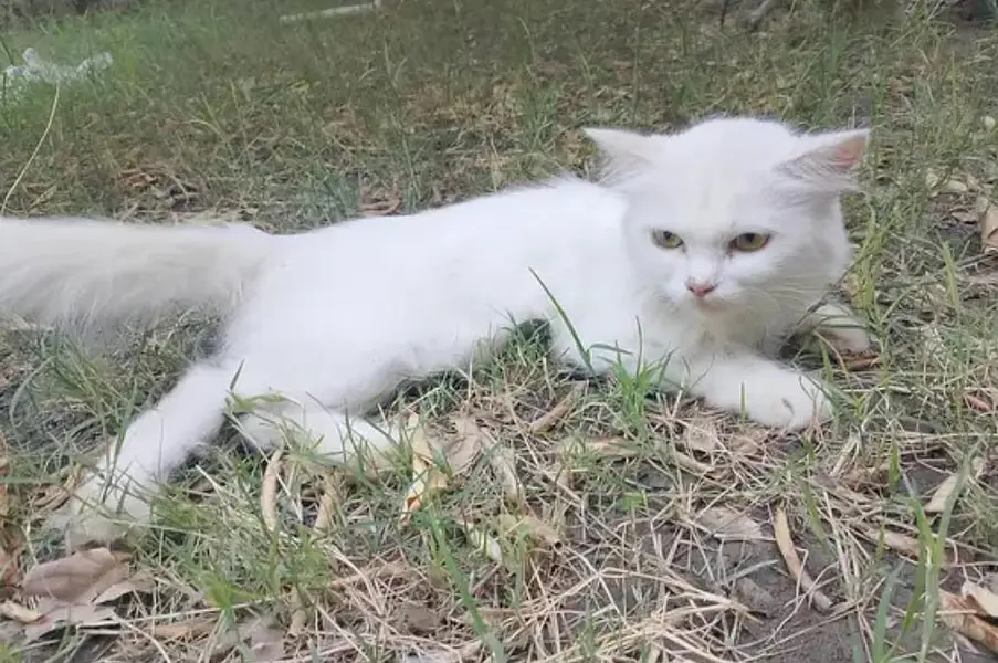 triple coated Persian white female
