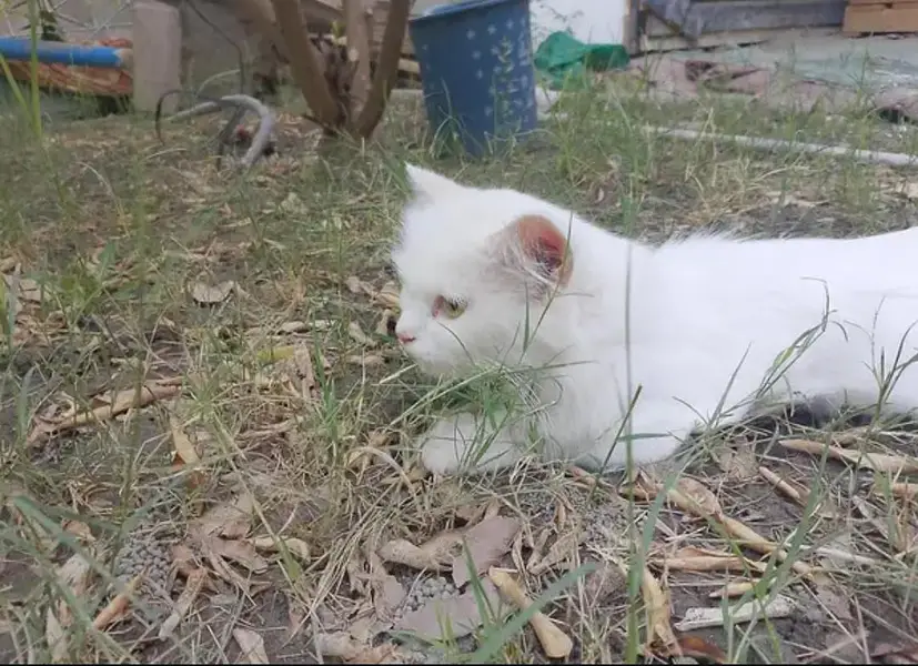 triple coated Persian white female — photo 2