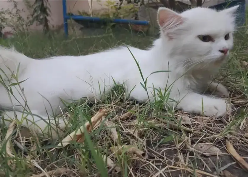 triple coated Persian white female — photo 3