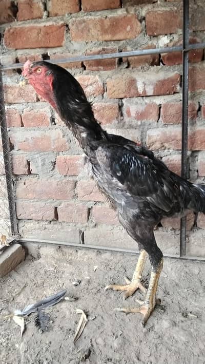 Blue Germon king size  oh shamo