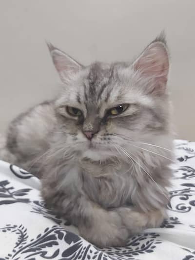 Kitten for sale