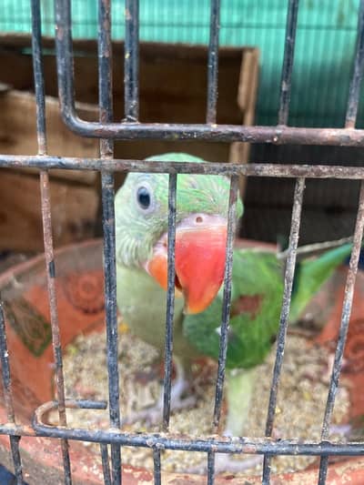 Raw parrot for sale