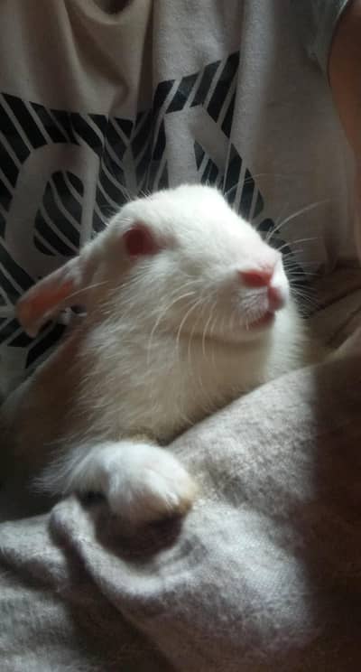 Male rabbit