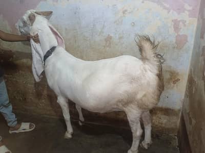 Masha Allah gulabi bakra bakre