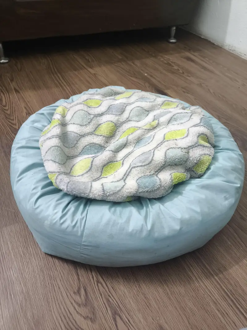cat or dog bed