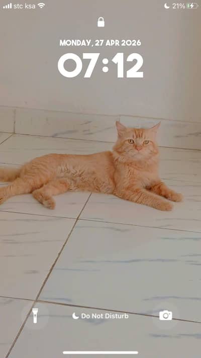 Persian cat