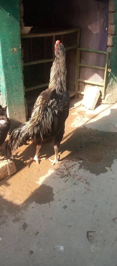 pure Aseel hens