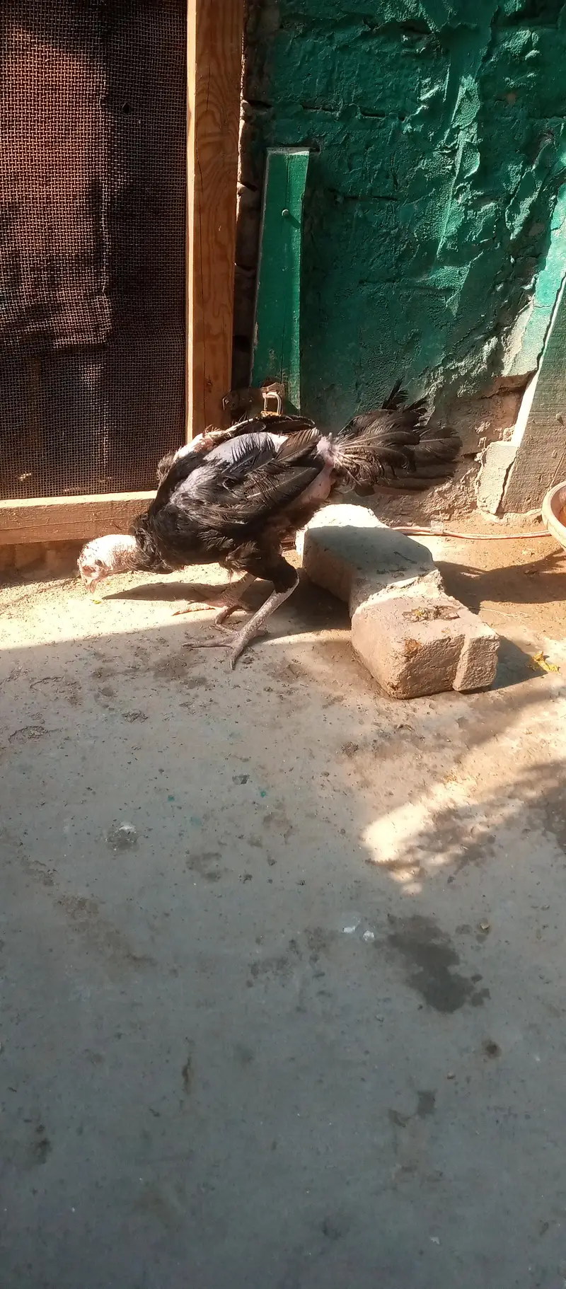 pure Aseel hens — photo 2