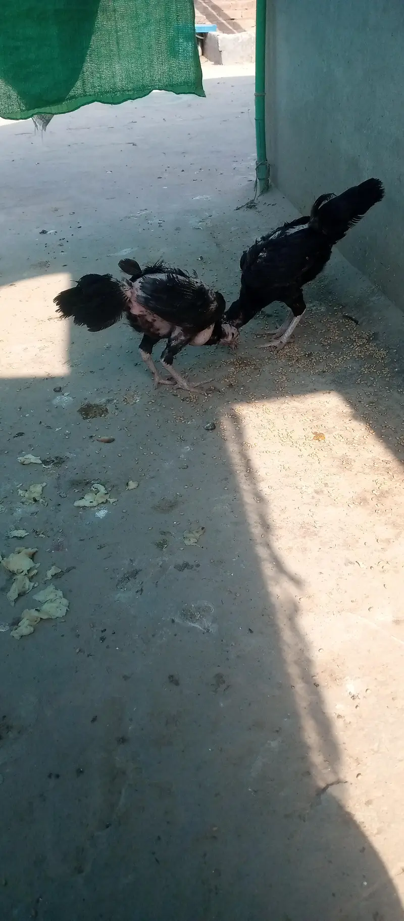 pure Aseel hens — photo 3