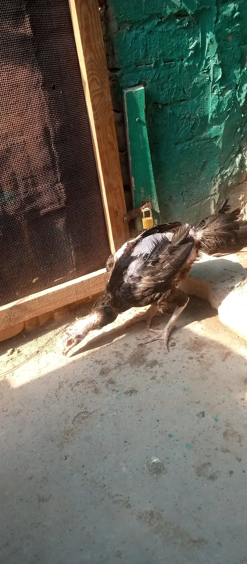 pure Aseel hens — photo 4