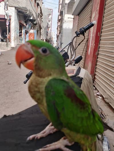 Raw parrot  hand tampe zero bite kids friendly
