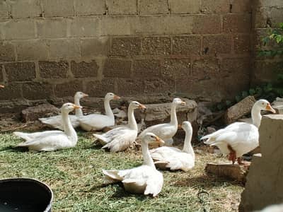 Pure white Geese Ducks