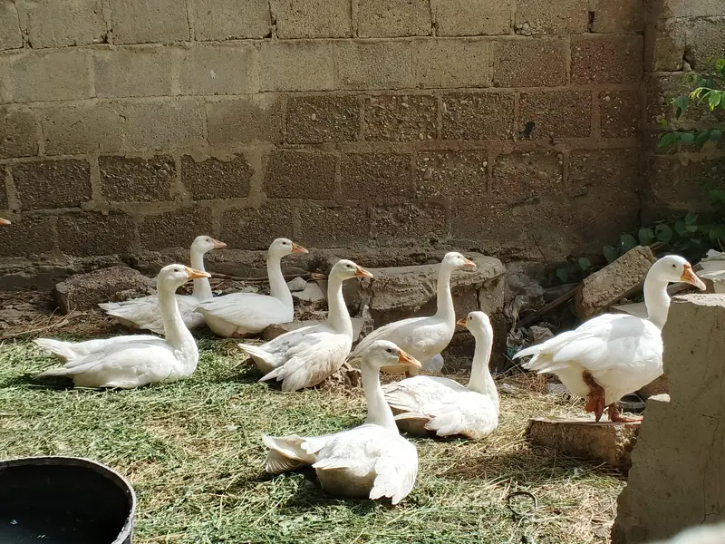 Pure white Geese Ducks