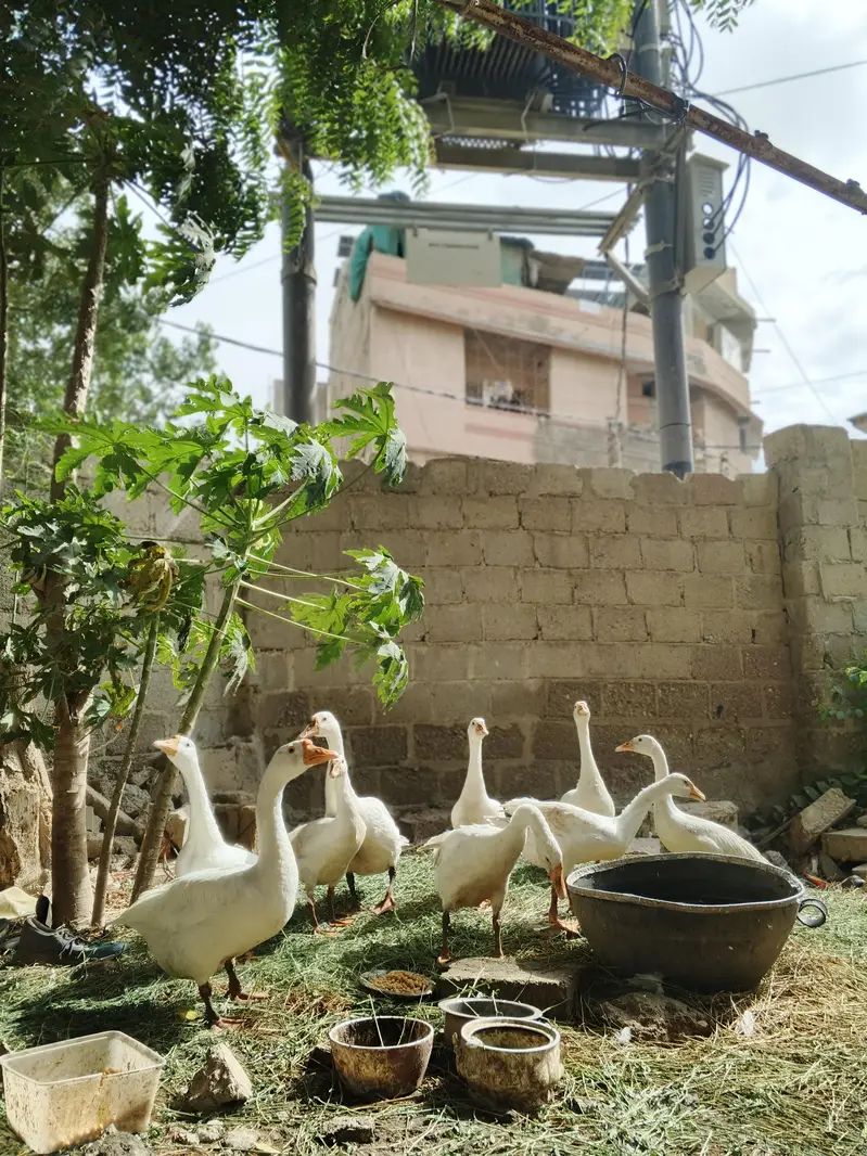 Pure white Geese Ducks — photo 2