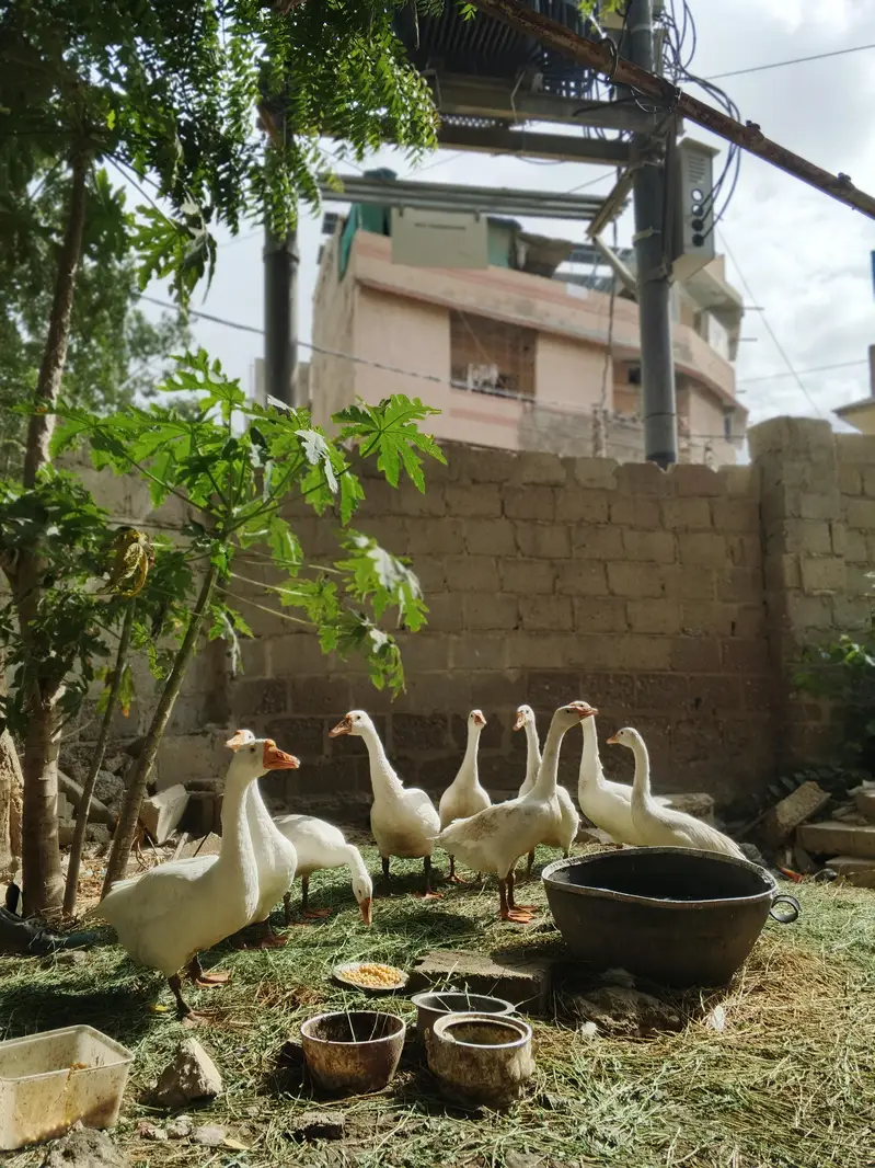 Pure white Geese Ducks — photo 3
