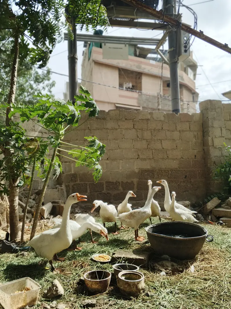 Pure white Geese Ducks — photo 4