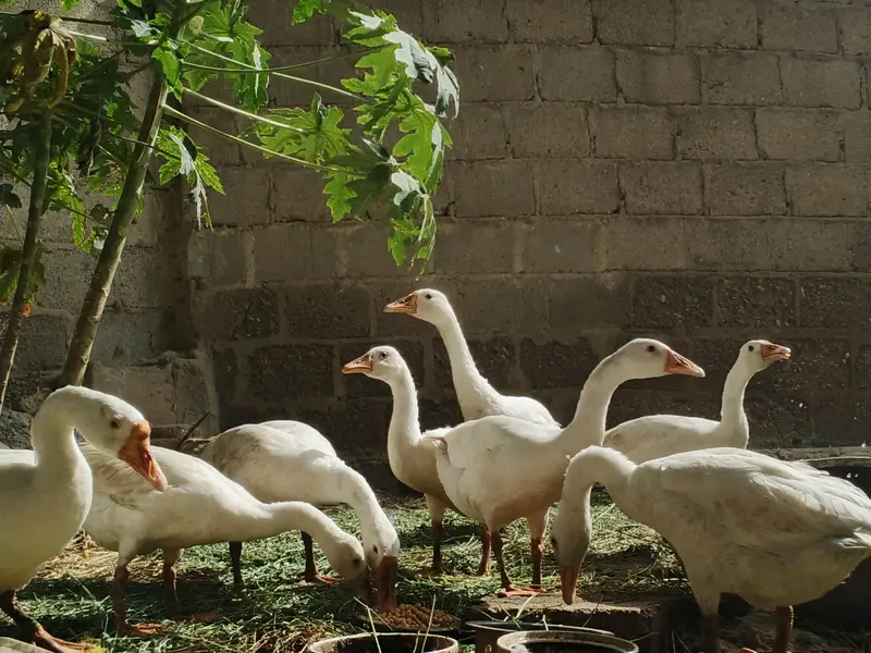Pure white Geese Ducks — photo 5
