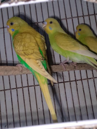 Budgies parrot beautiful color 1 pec 450