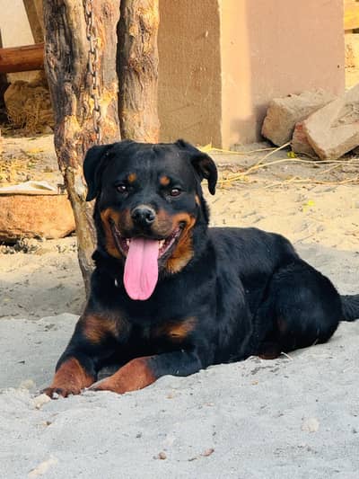 Rottweiler female pedigree