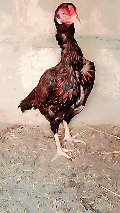 Black aseel murgi for sale and exchange murgi ke sath