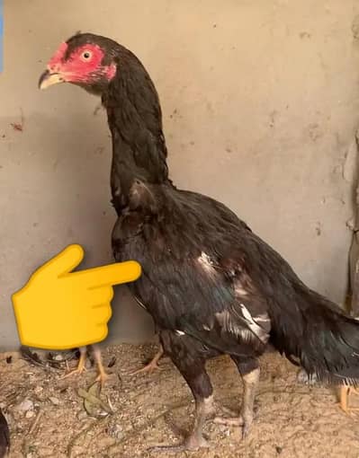 argent sale aseel  pure mushki murgi egg ready available   03123543634